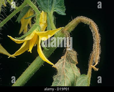 Rey stampo (Botrytis cinerea) sviluppando su foglie di pomodoro durante la fioritura Foto Stock