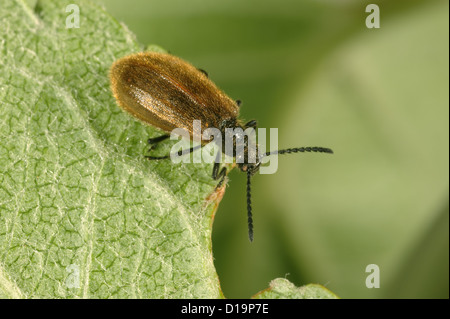 Darkling beetle, Lagria hirta, adulti Foto Stock