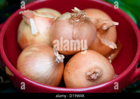 La cottura di cipolle nel piatto rosso Foto Stock
