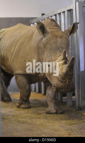 Zoo di Zlin, Repubblica Ceca. Il 12 dicembre 2012. Sette anni meridionale maschio rinoceronte bianco, Ceratotherium simum simum, denominato Kashka, nato in Zoo Whipsnade in Gran Bretagna, arrivati in Zoo Zlin, Repubblica Ceca il 12 dicembre 2012. (CTK foto/Zdenek Nemec) Foto Stock