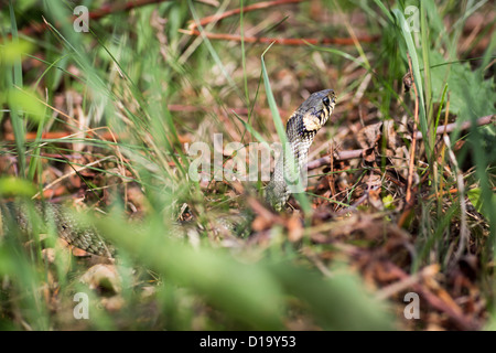 Biscia (aka Serpente d'acqua; Natrix natrix) Foto Stock