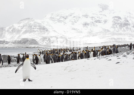 Grande gruppo di pinguini re sulla spiaggia nella neve sulla Piana di Salisbury Georgia del Sud Foto Stock