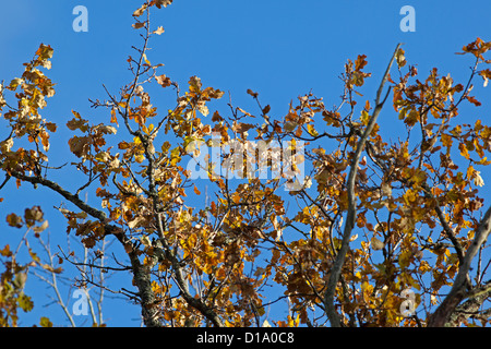 Rovere, Ek (Quercus robur) Foto Stock