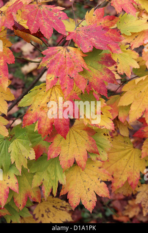 Acer japonicum ( Luna Piena Maple ) Foto Stock