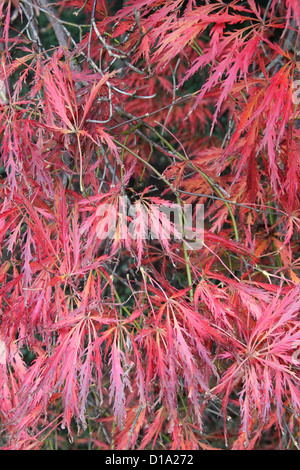 Acer palmatum 'Beni Shidare' giapponese acero in autunno Foto Stock