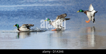 Mallard drake atterraggio sul lago Foto Stock