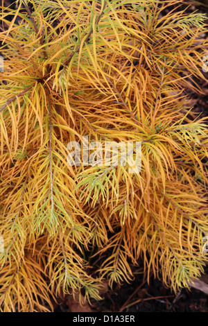 Pseudolarix amabilis ( Golden Larice ) Foto Stock