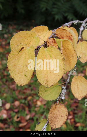 Cercidiphyllum japonicum ( Katsura Tree ) Foto Stock