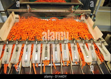 Le carote pulite e confezionato in un vegetale fabbrica di elaborazione per fornire ad un supermercato Foto Stock