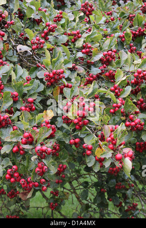 Crataegus x prunifolia ( Broad-Leaved Cockspur Thorn ) in autunno Foto Stock