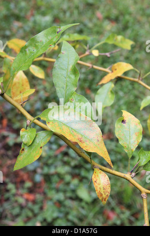 Maclura pomifera ( Osage Orange o Hedge-Apple ) In autunno Foto Stock