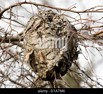 Un nido di calabroni in una struttura ad albero. Foto Stock