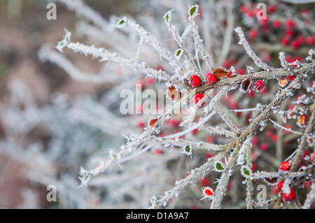 Spesso il gelo e bacche rosse sulle piante in Stony Stratford, Milton Keynes, Regno Unito il 12 dicembre 2012 Foto Stock