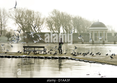 Alimentazione di uccelli su Stanley Park Lake nel periodo invernale Foto Stock