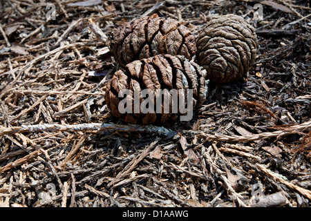 Tre sequoia gigante pigne Foto Stock