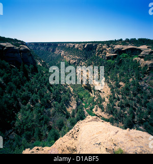 Il Parco Nazionale di Mesa Verde, Colorado, Stati Uniti d'America - "Cliff Canyon' con Utah Juniper e Pinyon Pine Trees Foto Stock