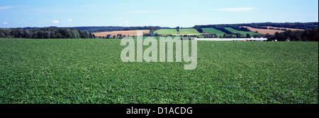 Campo di patate in basso a Newton, PEI, Prince Edward Island, Canada - Vista panoramica Foto Stock