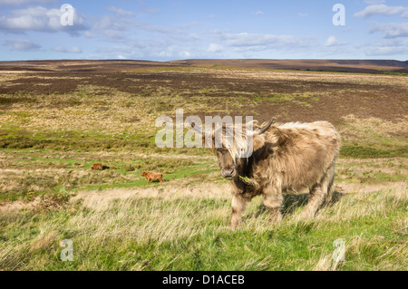 Highland scozzesi le mucche al pascolo in open moorland vicino Levisham, North York Moors, nello Yorkshire, Regno Unito. Foto Stock
