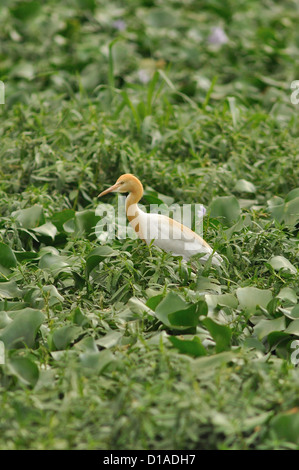 L'airone guardabuoi: Bubulcus ibis Foto Stock