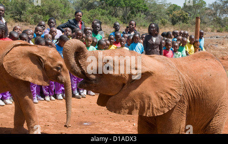 Due orfani elefanti africani al David Sheldrick Wildlife Trust Orfanotrofio, scolari in background Foto Stock