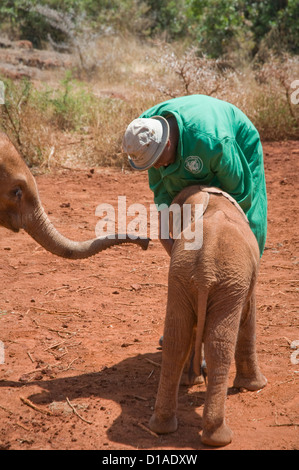 Rimasto orfano dell' elefante africano con il detentore al David Sheldrick Wildlife Trust orfanotrofio Foto Stock