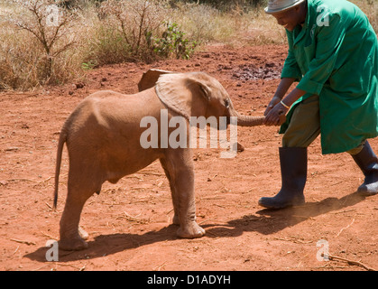 Rimasto orfano dell' elefante africano con il detentore al David Sheldrick Wildlife Trust orfanotrofio Foto Stock
