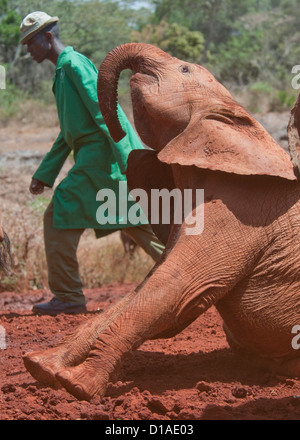 Rimasto orfano dell' elefante africano e custode presso il David Sheldrick Wildlife Trust orfanotrofio Foto Stock