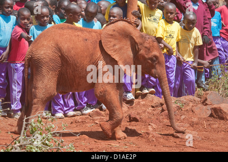 Rimasto orfano dell' elefante africano di fronte scuola bambini-David Sheldrick Wildlife Trust Foto Stock