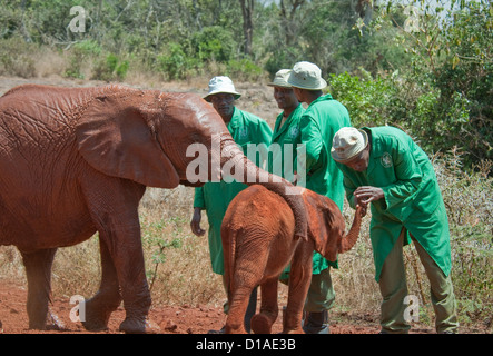 Il detentore con mano sul bambino orfano di elefante tronco. Gli adulti tronco su baby indietro. David Sheldrick Wildlife Trust Foto Stock