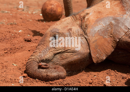 Bambino orfano dell' elefante africano con la testa appoggiata sul terreno-David Sheldrick Wildlife Trust Foto Stock