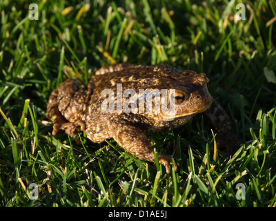 Europeo di rospo comune (Bufo bufo spinosus ssp) sull'erba Foto Stock