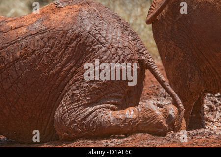 Fango sui quarti posteriori di bambino orfano dell' elefante africano sdraiato Foto Stock