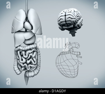 Assemblate gli organi umani con il cervello Foto Stock