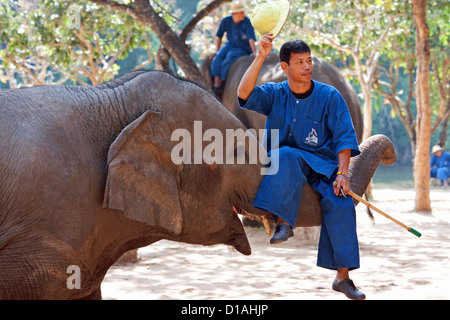 Un mahout seduto sul suo elefante tronco, Lampang, Thailandia Foto Stock