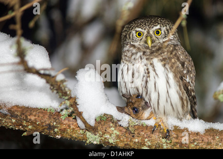 L'euroasiatica civetta nana, Glaucidium passerinum Foto Stock