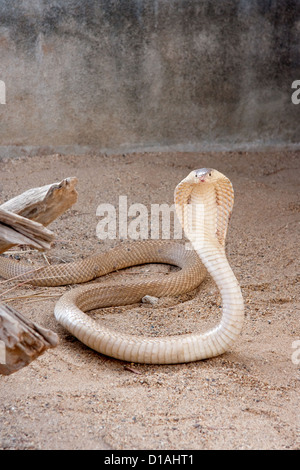 Cobra reale in Chiang Mai Thailandia Foto Stock