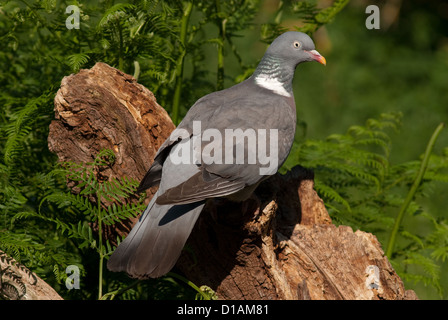 Woodpigeon appollaiato sul registro di morti in estate Foto Stock