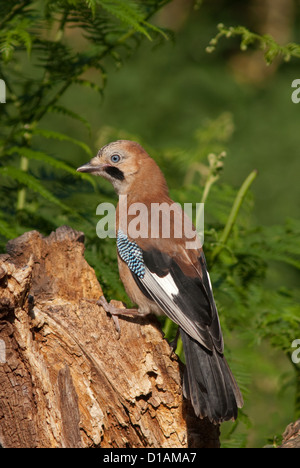 I capretti Jay appollaiato sul log Foto Stock