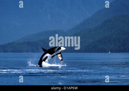 Killer Whale; Orca.Orcinus orca.maschio, violare.fotografato in Johnstone Strait, British Columbia, Canada Foto Stock