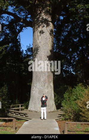 Te Matua giganteschi alberi kauri Waipoua Kauri Forest Northlands Nuova Zelanda Foto Stock