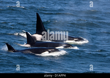 Le orche assassine, tipo transitorio.Orcinus orca. Baia di Monterey, California, USA, Oceano Pacifico Foto Stock