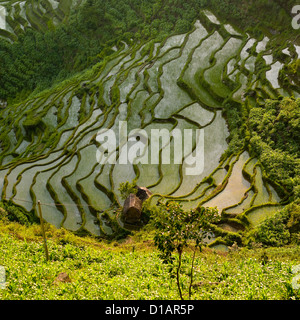 Verdi terrazze di riso di Hani persone In Yuanyang, nella provincia dello Yunnan in Cina Foto Stock