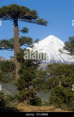 Vulcano Lanin (3,776 m) e Foresta Araucaria..Lanin National Park.Neuquen Provincia, Argentina Foto Stock