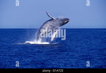 Humpback Whale.Megaptera novaeangliae.violare.meridionale del Golfo di California (Mare di Cortez), off San Jose del Cabo Foto Stock