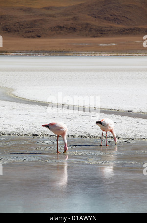 I fenicotteri in Laguna Adeyonda sul Altiplano, dipartimento di Potosi, Bolivia Foto Stock