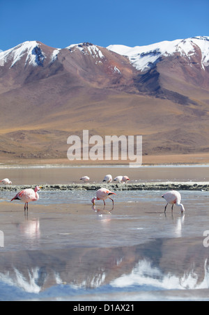 I fenicotteri in Laguna Adeyonda sul Altiplano, dipartimento di Potosi, Bolivia Foto Stock