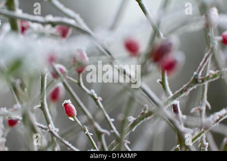 Una pesante gelo su cinorrodi in Billericay, Essex, Regno Unito il 13 dicembre 2012. Le temperature sono scese in tutto il Regno Unito che ha portato alla Met Office oggi il rilascio di un livello 3 Freddo avviso per parti di Inghilterra. Foto Stock