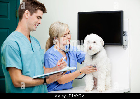 Veterinario medici esaminando un cane in clinica Foto Stock