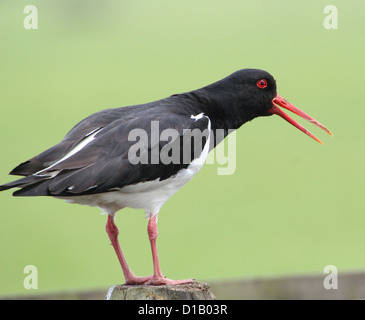 Ritratto Dettagliato di un comune Pied Oystercatcher (Haematopus ostralegus) stridio una chiamata di allarme Foto Stock