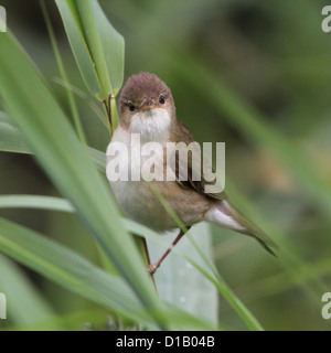 Ritratto di un reed europea trillo (Acrocephalus scirpaceus) che pongono in alto in canne Foto Stock